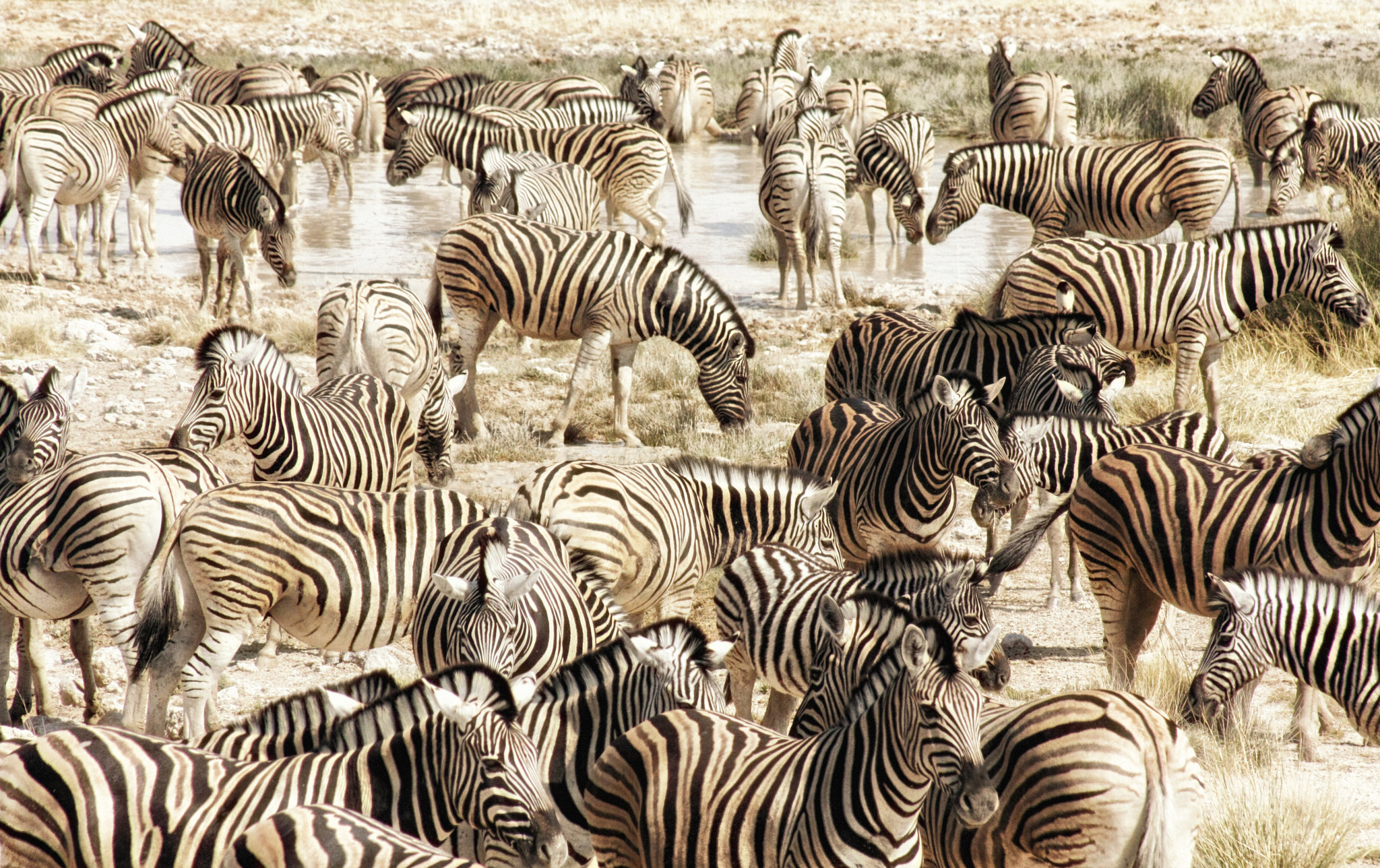 Startups Zebra: a união cria vantagem competitiva